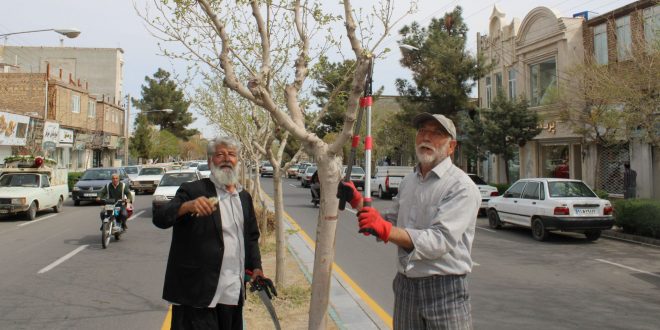 شهردار تایباد از هرس ۱۲۰ هزار اصله درخت در سال گذشته خبر داد.